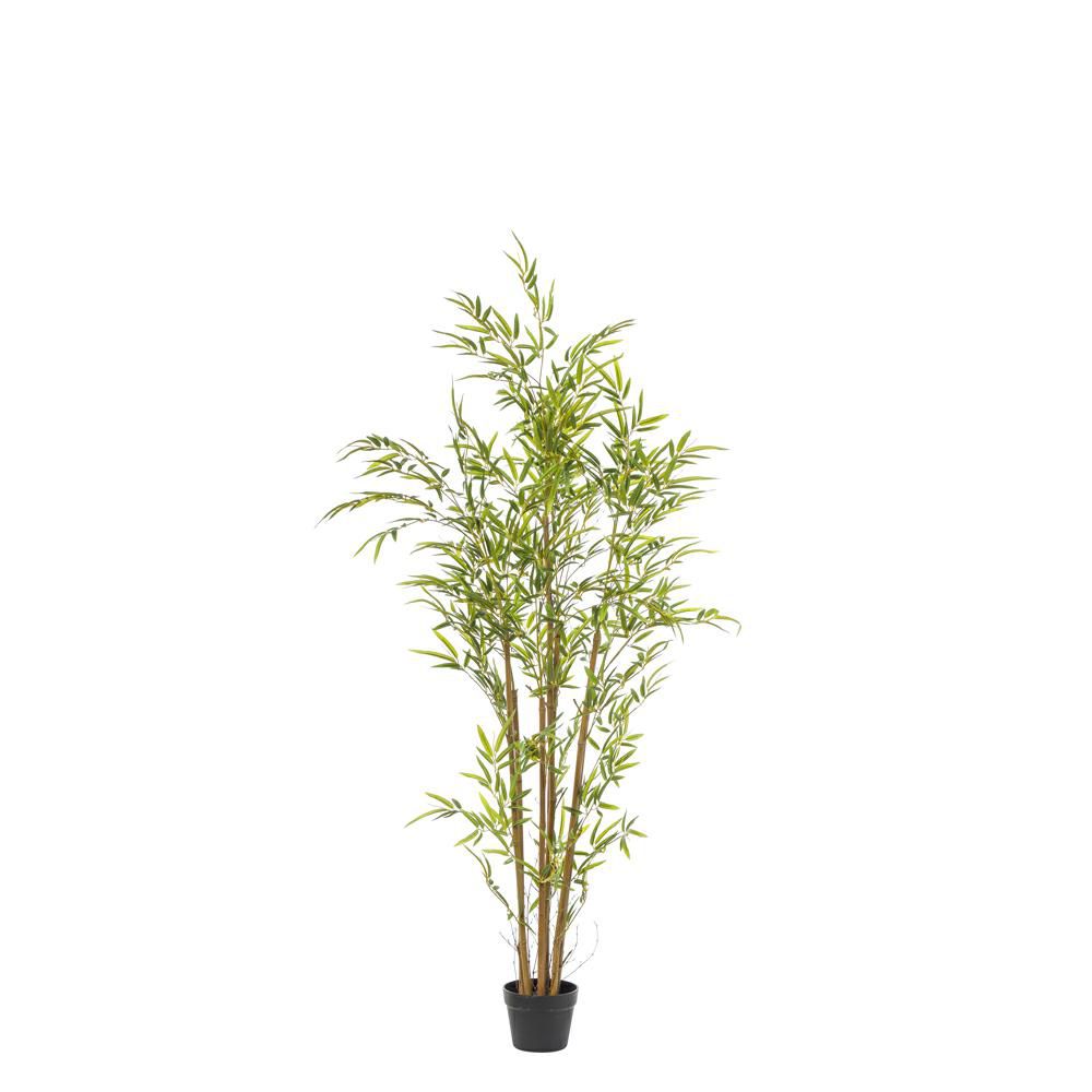 BAMBOO PIANTA C/VASO 621F CM.120 VERDE BAMBOO PIANTA C/VASO 621F CM.120 VERDE