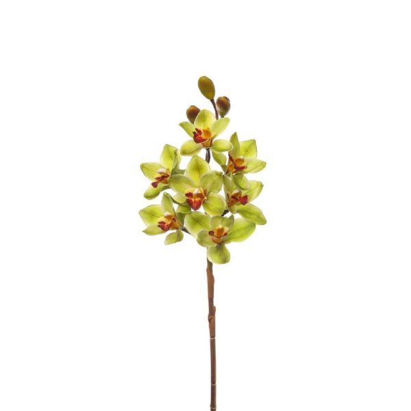 CYMBIDIUM NATURAL TOUCHCM.80 VERDE CYMBIDIUM NATURAL TOUCHCM.80 VERDE