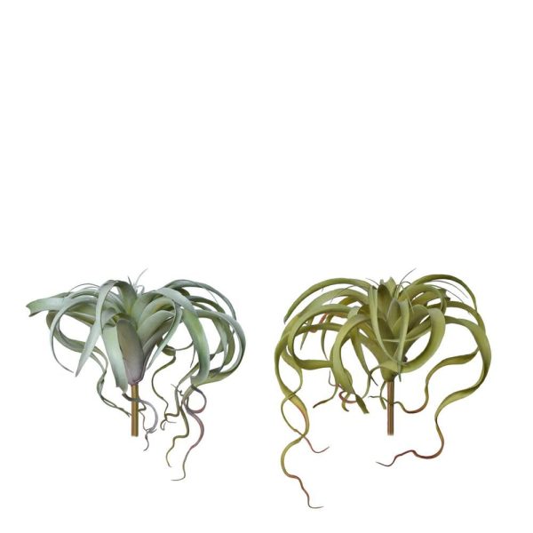 TILLANZIA PIANTA D.33 CM H.30 CM ASSORTITA VERDE TILLANZIA PIANTA D.33 CM H.30 CM ASSORTITA VERDE