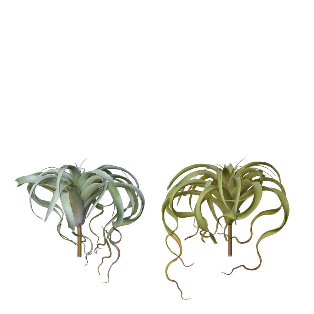 TILLANZIA PIANTA D.33 CM H.30 CM ASSORTITA VERDE TILLANZIA PIANTA D.33 CM H.30 CM ASSORTITA VERDE