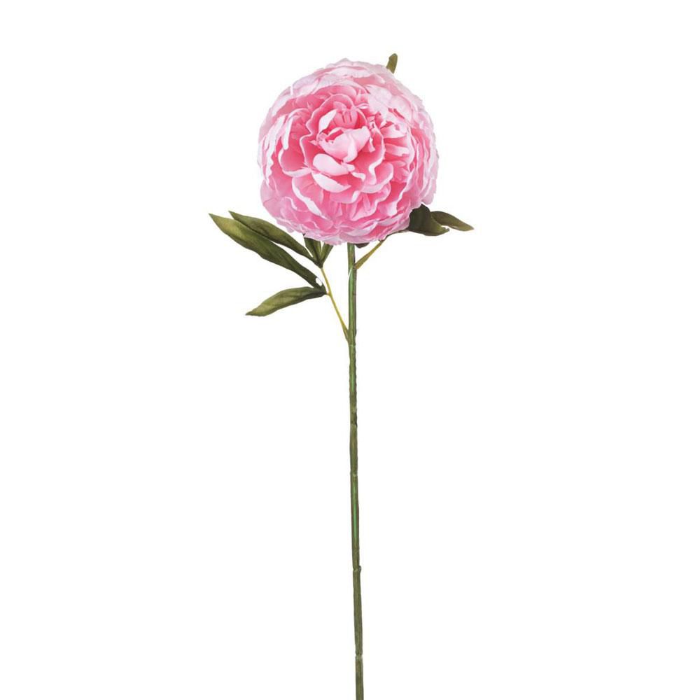 PEONIA SINGOLA CM.64 ROSA PEONIA SINGOLA CM.64 ROSA