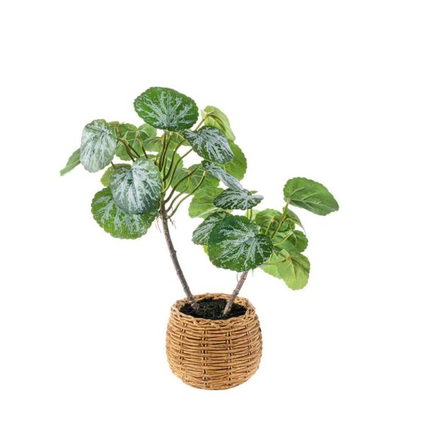 SAXIFRAGA STOLONIFERA PIANTA C/VASO CM.42 VERDE SAXIFRAGA STOLONIFERA PIANTA C/VASO CM.42 VERDE