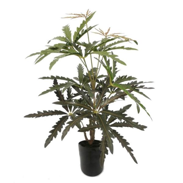 SCHEFFLERA ELEGANTISSIMA PIANTA C/VASO CM.68 VERDE SCHEFFLERA ELEGANTISSIMA PIANTA C/VASO CM.68 VERDE