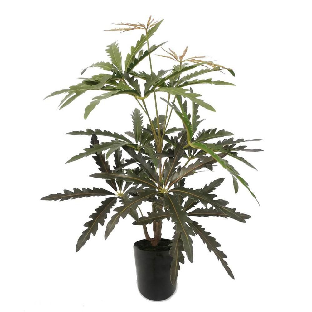 SCHEFFLERA ELEGANTISSIMA PIANTA C/VASO CM.68 VERDE SCHEFFLERA ELEGANTISSIMA PIANTA C/VASO CM.68 VERDE