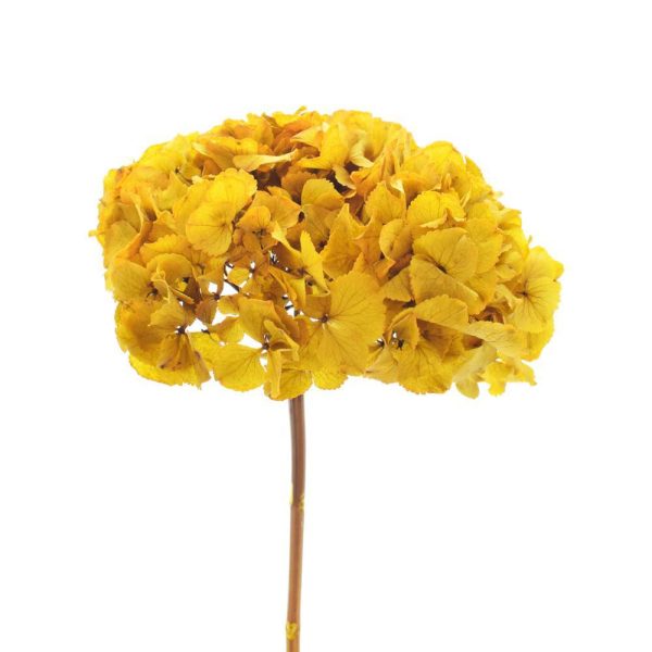 HYDRANGEA STABILIZZATA CM.35-45 GIALLO HYDRANGEA STABILIZZATA CM.35-45 GIALLO