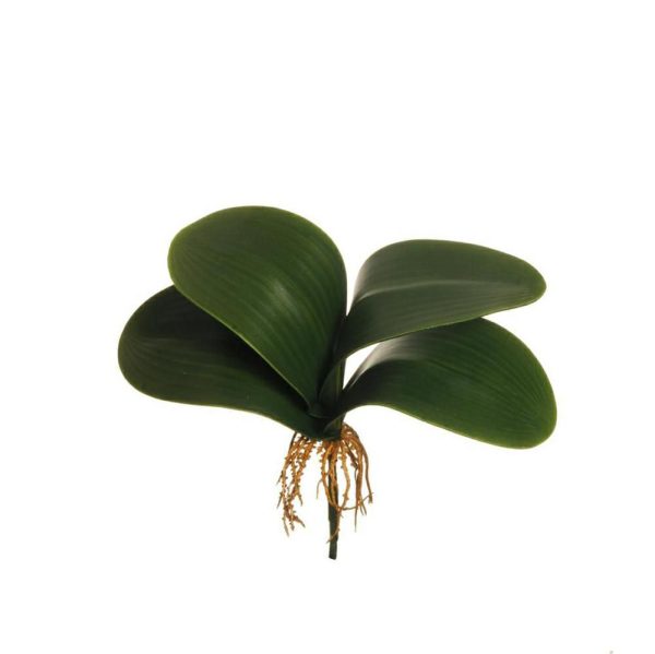 PHALAENOPSIS BUSH FOGLIE 4F C/RADICI CM.29.5 VERDE PHALAENOPSIS BUSH FOGLIE 4F C/RADICI CM.29.5 VERDE