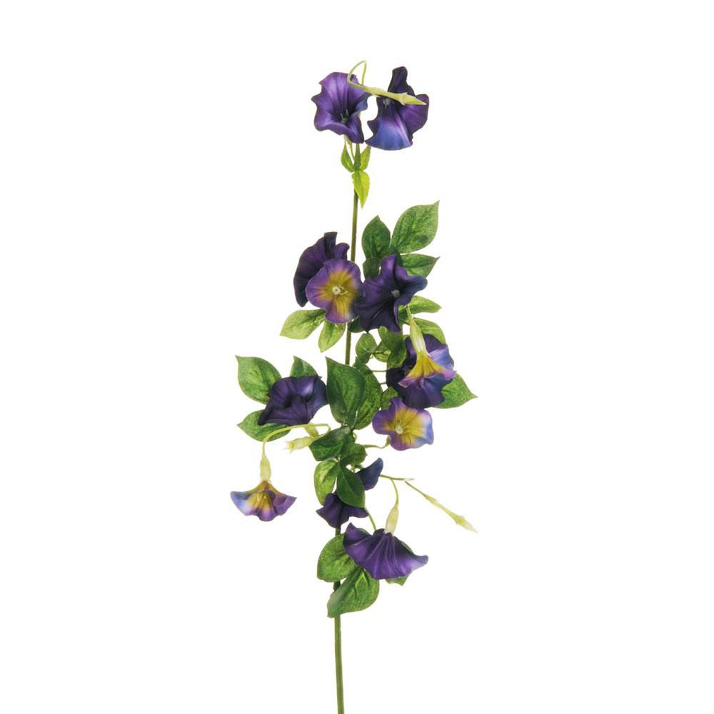 MORNING GLORY SPRAY CM.70 PORPORA MORNING GLORY SPRAY CM.70 PORPORA