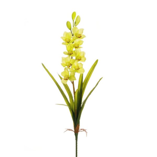 CYMBIDIUM PIANTA 8F CM 93 VERDE CYMBIDIUM PIANTA 8F CM 93 VERDE