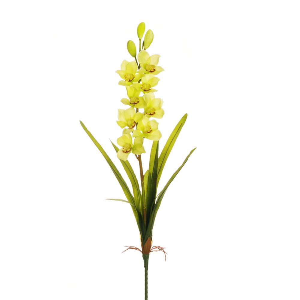 CYMBIDIUM PIANTA 8F CM 93 VERDE