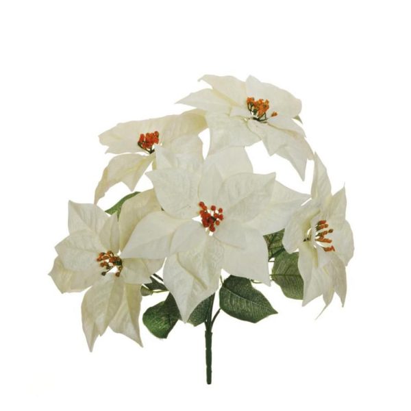 STELLA DI NATALE POINSETTIA BUSH 5F D.24 CM.52 BIANCO STELLA DI NATALE POINSETTIA BUSH 5F D.24 CM.52 BIANCO