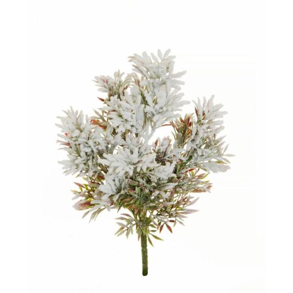 CINERARIA SENECIO BUSH 5F INNEVATA CM.31 VERDE/ROSSO CINERARIA SENECIO BUSH 5F INNEVATA CM.31 VERDE/ROSSO