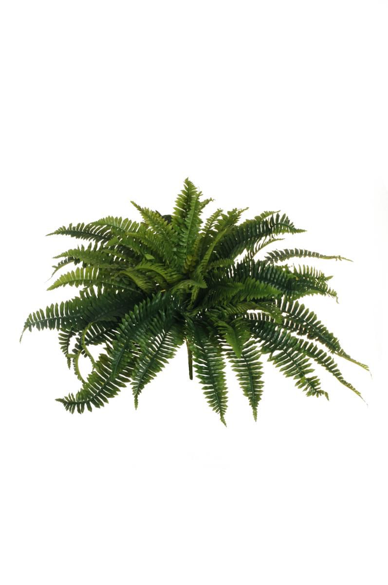 FELCE BOSTON PIANTA 56FNATURALI CM.66 VERDE FELCE BOSTON PIANTA 56FNATURALI CM.66 VERDE