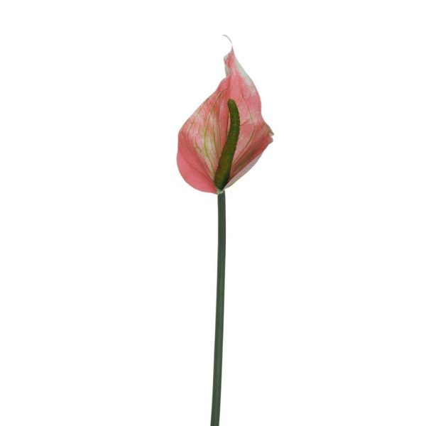 ANTHURIUM LUMINA REAL TOUCH CM.74 ROSA/VERDE ANTHURIUM LUMINA REAL TOUCH CM.74 ROSA/VERDE