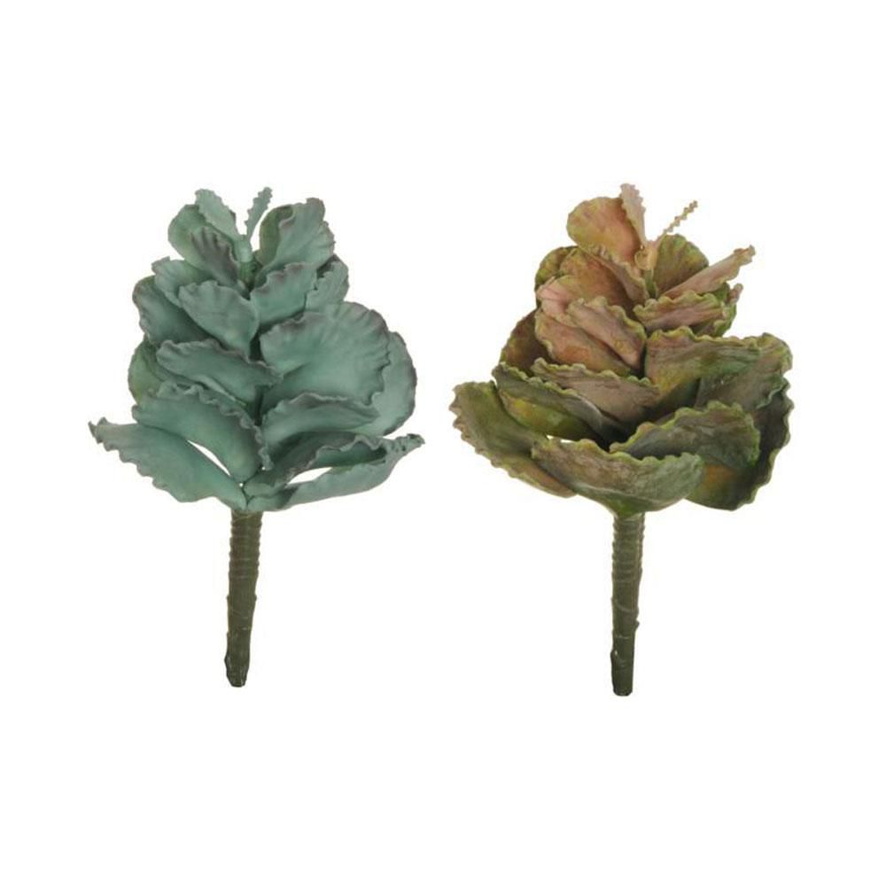 SET 4 SUCCULENT PIANTA COTYLEDON CM.20 VERDE/GRIGIO SET 4 SUCCULENT PIANTA COTYLEDON CM.20 VERDE/GRIGIO