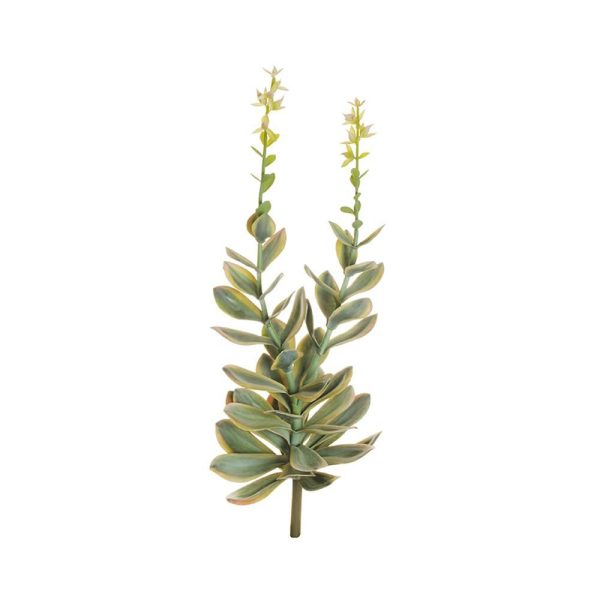 ECHIVERIA PIANTA CM.77 VERDE/CREMA ECHIVERIA PIANTA CM.77 VERDE/CREMA