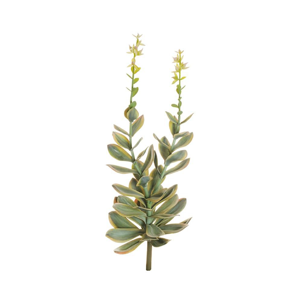 ECHIVERIA PIANTA CM.77 VERDE/CREMA ECHIVERIA PIANTA CM.77 VERDE/CREMA