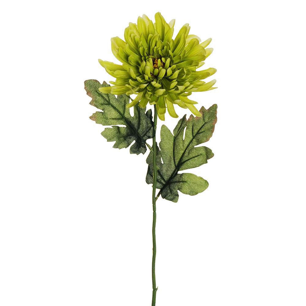 CRISANTEMO SPIDER 2F CM.70 VERDE CRISANTEMO SPIDER 2F CM.70 VERDE