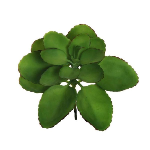 KALANCHOE PIANTA D.22 CM H.20 CM VERDE KALANCHOE PIANTA D.22 CM H.20 CM VERDE