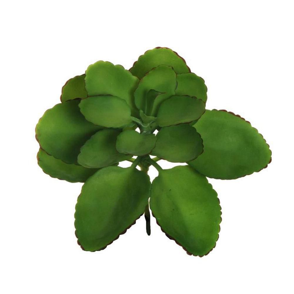 KALANCHOE PIANTA D.22 CM H.20 CM VERDE