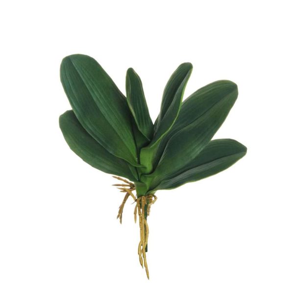 PHALAENOPSIS BUSH FOGLIE 6F C/RADICI CM.29 VERDE PHALAENOPSIS BUSH FOGLIE 6F C/RADICI CM.29 VERDE