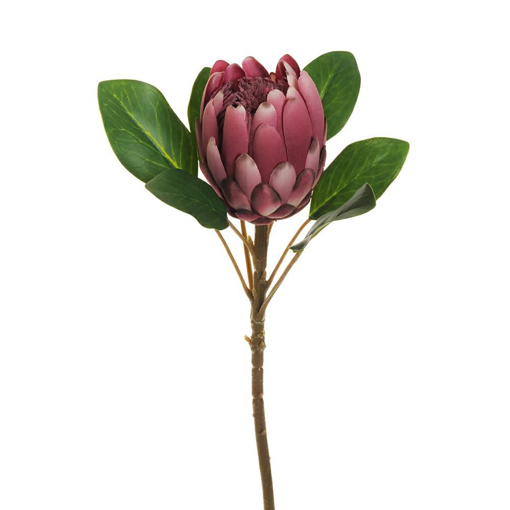 PROTEA KING CM.66 MALVA PROTEA KING CM.66 MALVA