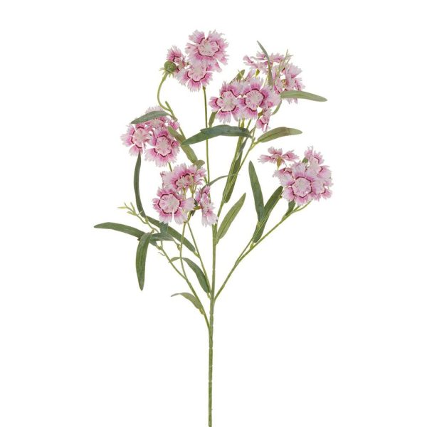 DIANTHUS CHINENSIS SPRAY 6F CM.73 VIOLA DIANTHUS CHINENSIS SPRAY 6F CM.73 VIOLA