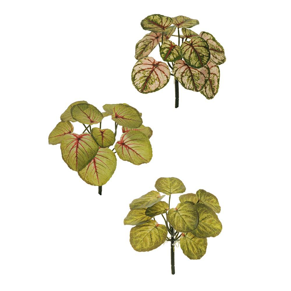 SET 3 CALADIUM BUSH CM.28 VERDE C/VERDE/ROSSO/ROSA