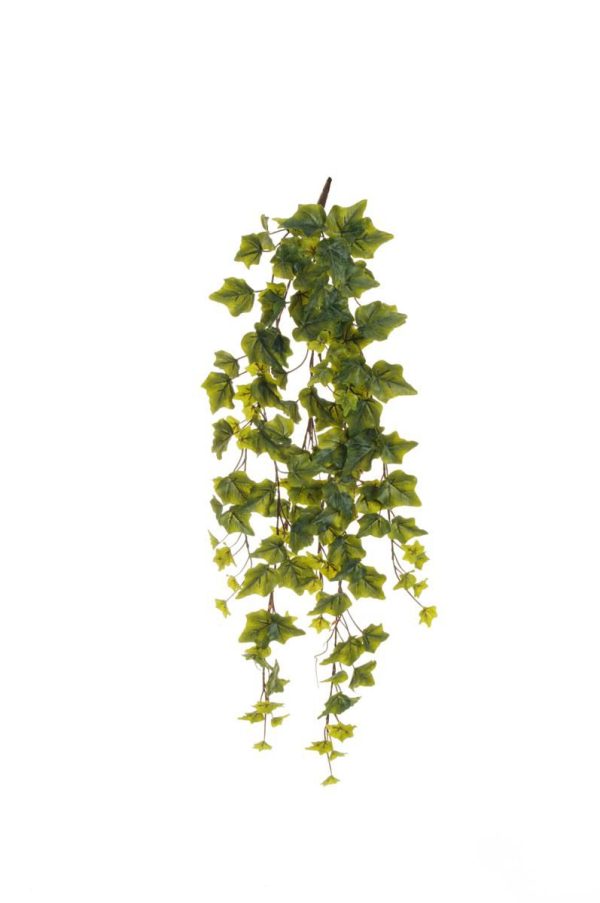 EDERA BUSH 146LVS 6X CM.85 VERDE FROSTED EDERA BUSH 146LVS 6X CM.85 VERDE FROSTED