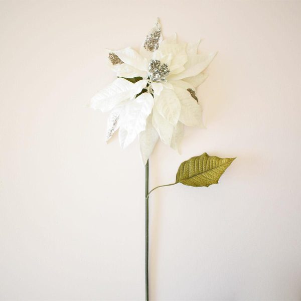 POINSETTIA-DESIRE CREMA M.