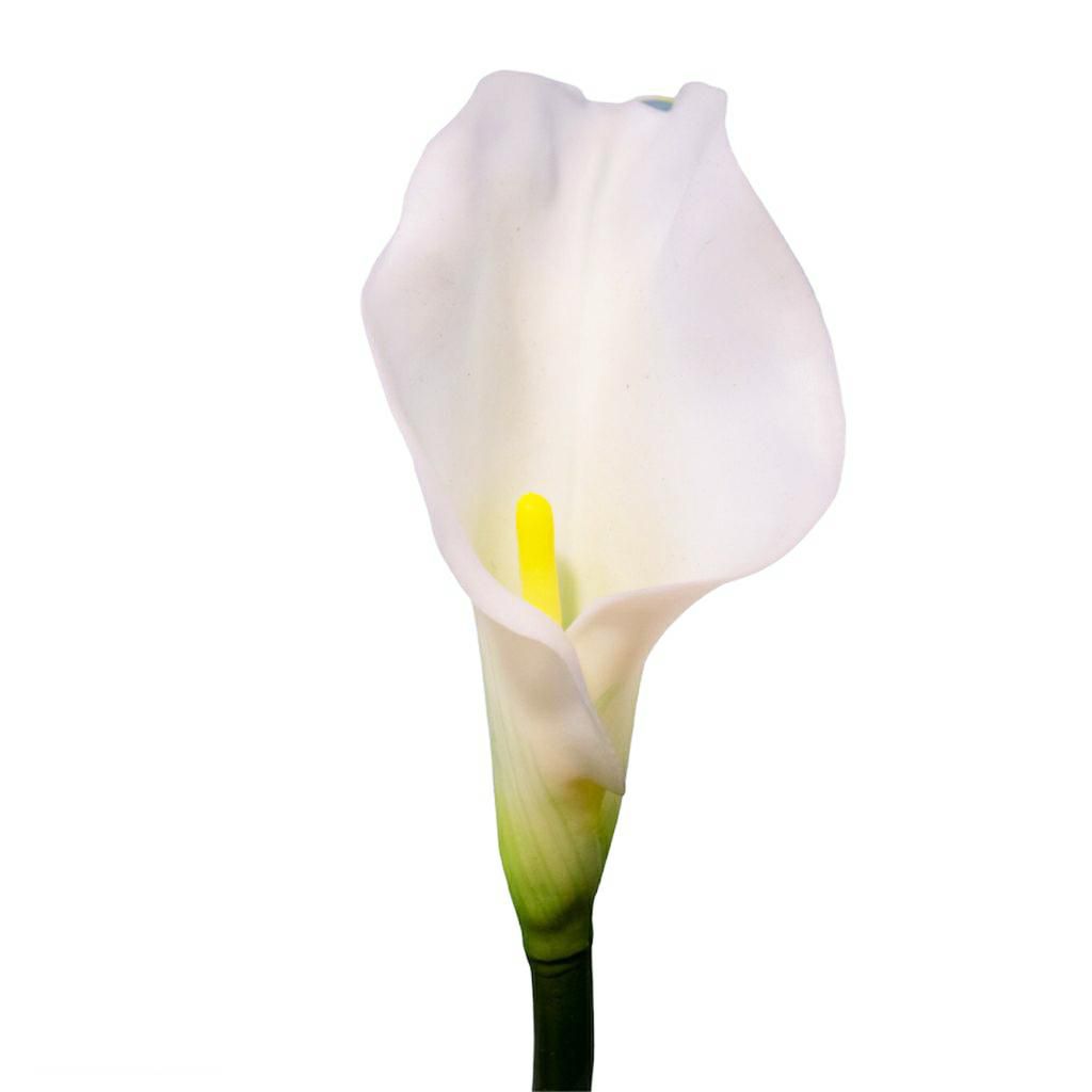 CALLA GRANDE CM.75 CREMA CALLA GRANDE CM.75 CREMA