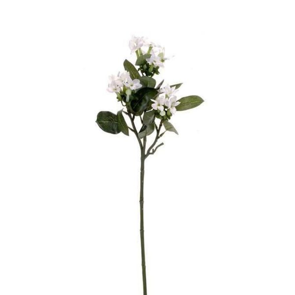 STEPHANOTIS CM.58 BIANCO STEPHANOTIS CM.58 BIANCO