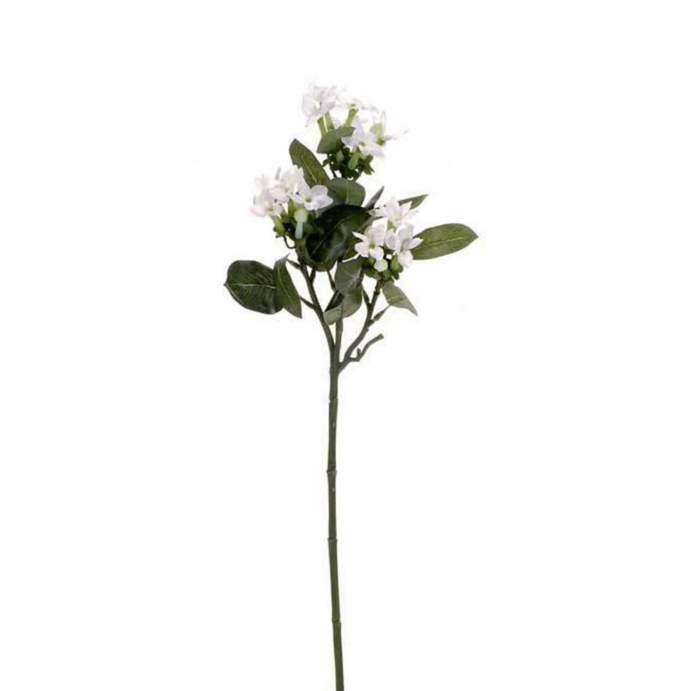 STEPHANOTIS CM.58 BIANCO