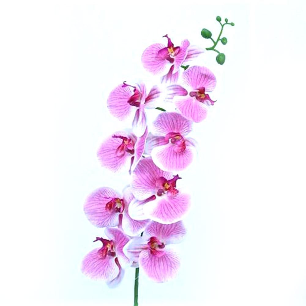 PHALAENOPSIS RAMO 9F CM80 ROSA PHALAENOPSIS RAMO 9F CM80 ROSA