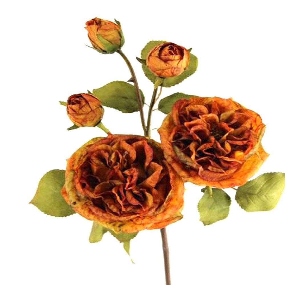 ROSA RAMO CM.71 RUGGINE