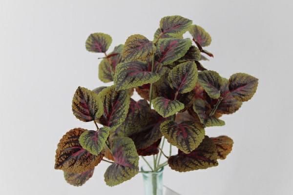 COLEUS BUSH CM.40 VERDE