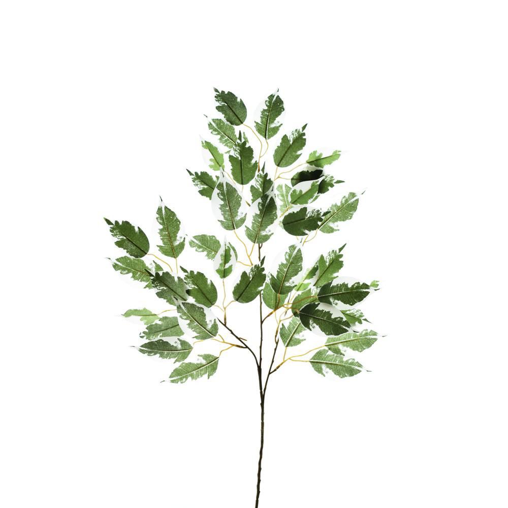 RAMO FOGLIE FICUS 42FG CM.71 VERDE VARIEGATO