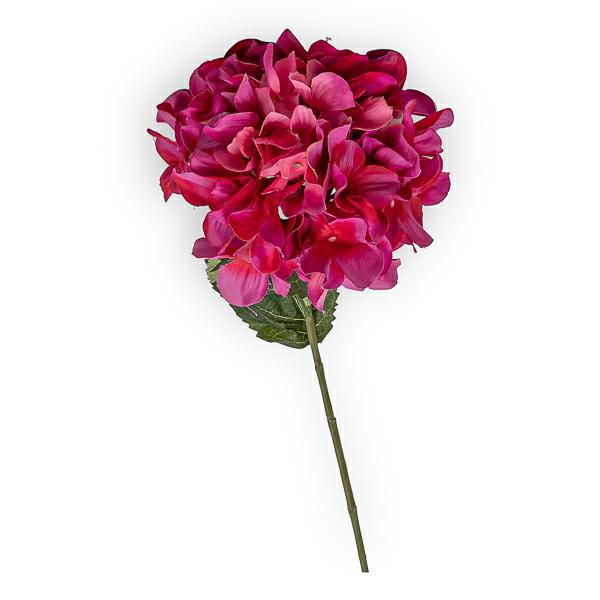 HYDRANGEA RAMO CM.74 BEAUTY HYDRANGEA RAMO CM.74 BEAUTY