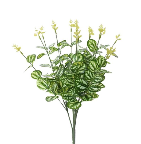 COLEUS BUSH CM.50 VERDE COLEUS BUSH CM.50 VERDE