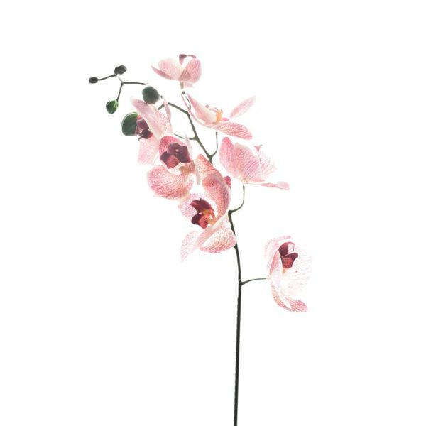 PHALAENOPSIS REAL TOUCH7F CM.70 PESCA PHALAENOPSIS REAL TOUCH7F CM.70 PESCA