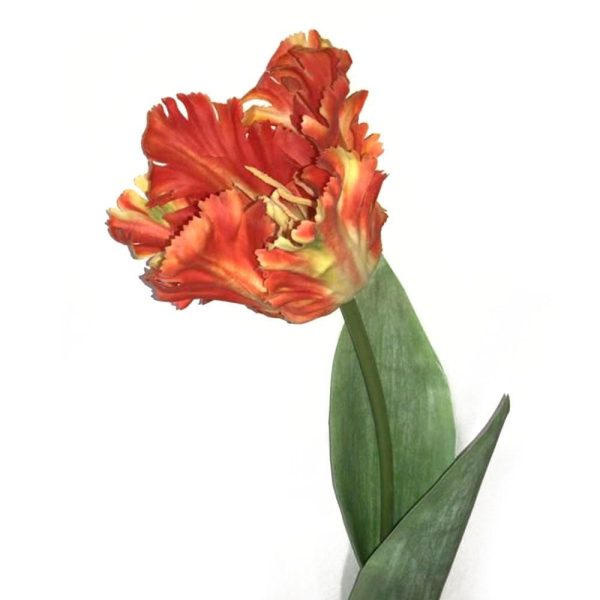 TULIPANO PARROT FRESH LOOK CM.65 ARANCIO TULIPANO PARROT FRESH LOOK CM.65 ARANCIO