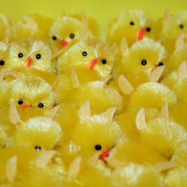 SET 70 PULCINI PICCOLI ME SET 70 PULCINI PICCOLI ME