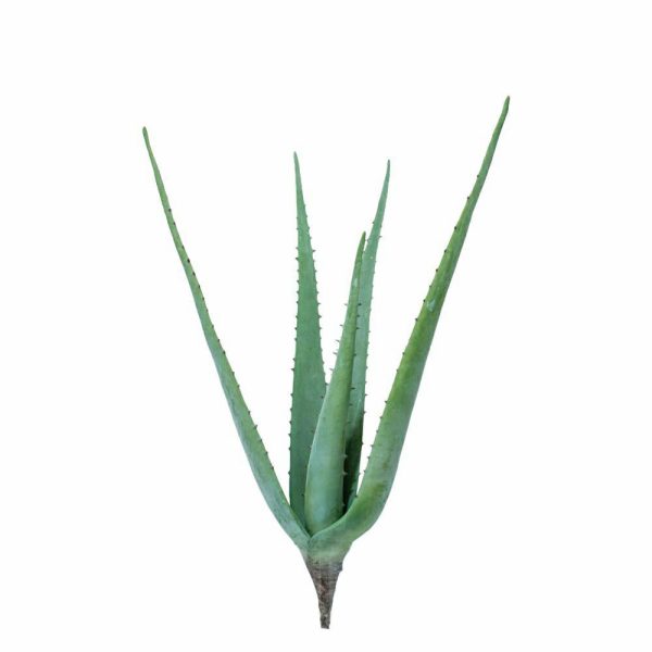 ALOE PIANTA 6LVS CM.73 VERDE ALOE PIANTA 6LVS CM.73 VERDE
