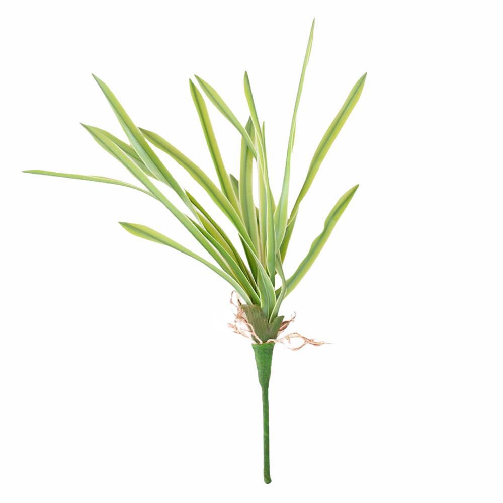 CORDYLINA PIANTA CM.38 ASSORTITA