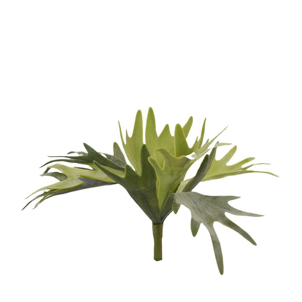 PLATYCERIUM PIANTA CM.30 VERDE PLATYCERIUM PIANTA CM.30 VERDE