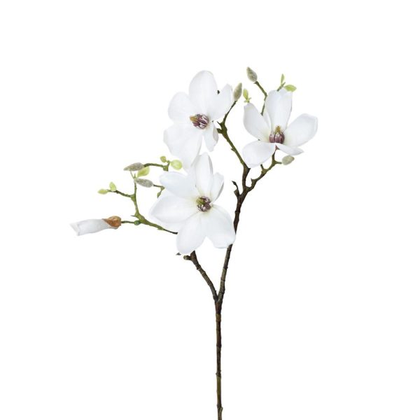 MAGNOLIA JAPONICA SPRAYBIANCO MAGNOLIA JAPONICA SPRAYBIANCO