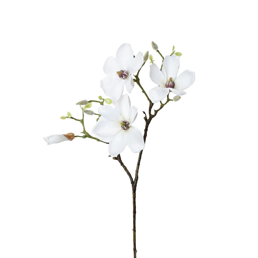 MAGNOLIA JAPONICA SPRAYBIANCO MAGNOLIA JAPONICA SPRAYBIANCO