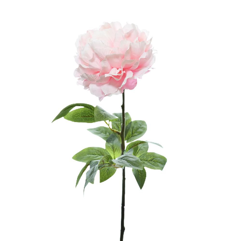 PEONIA SINGOLA MICRO PEACH 3LVS CM.70 ROSA PEONIA SINGOLA MICRO PEACH 3LVS CM.70 ROSA