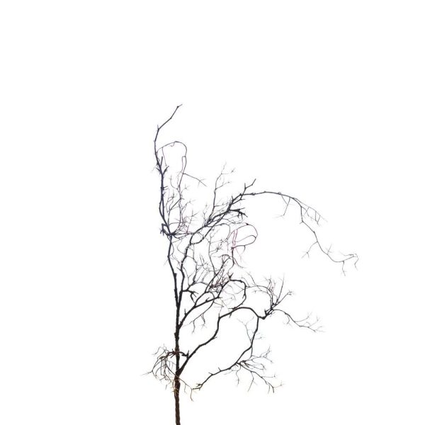 WILD TWIG VINE CM.110 MARRONE WILD TWIG VINE CM.110 MARRONE