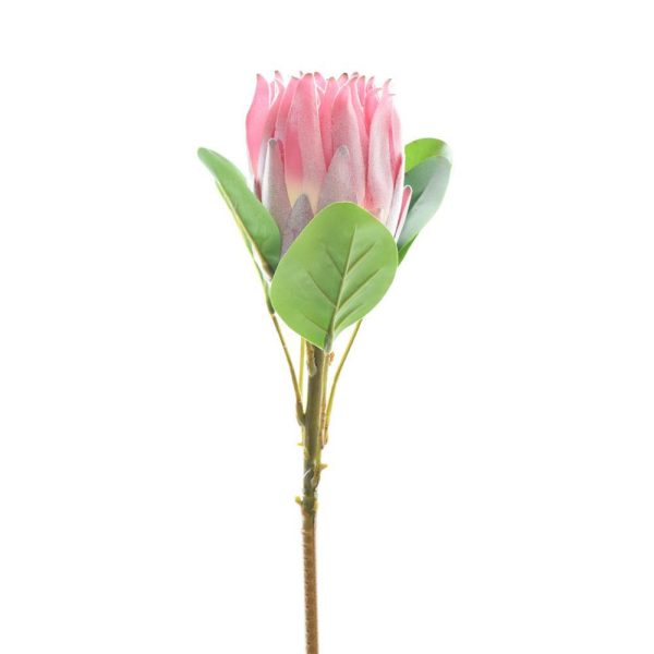 PROTEA BURDETTI CM.55 ROSA PROTEA BURDETTI CM.55 ROSA