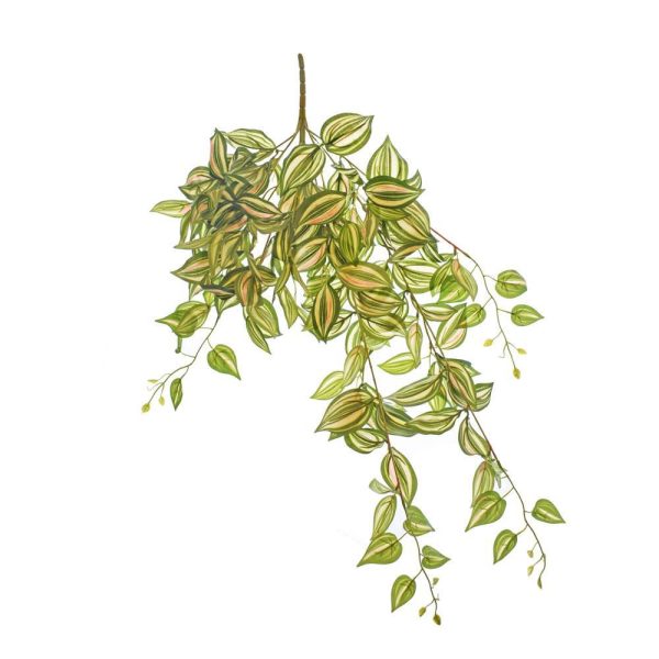 TRADESCANTIA VINE BUSH CM.80 VERDE VARIEGATA TRADESCANTIA VINE BUSH CM.80 VERDE VARIEGATA